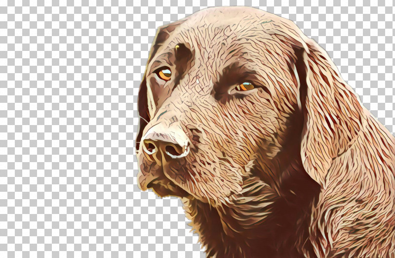 Dog Sporting Group Retriever Sussex Spaniel Spaniel PNG, Clipart, Dog, Retriever, Spaniel, Sporting Group, Sussex Spaniel Free PNG Download