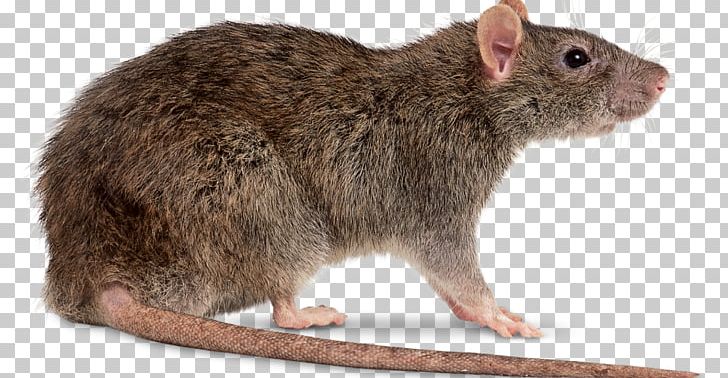 Brown Rat Black Rat Mouse Rodent PNG, Clipart, Amp, Animals, Black Rat, Brown Rat, Computer Icons Free PNG Download