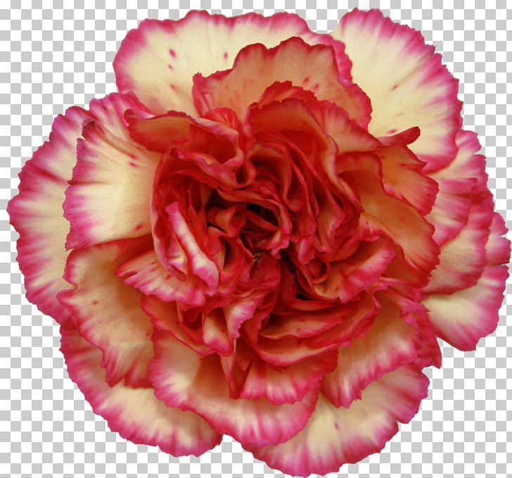 Carnation Cut Flowers Orange PNG, Clipart, Begonia, Burgundy, Carnation, Cut Flowers, Flower Free PNG Download