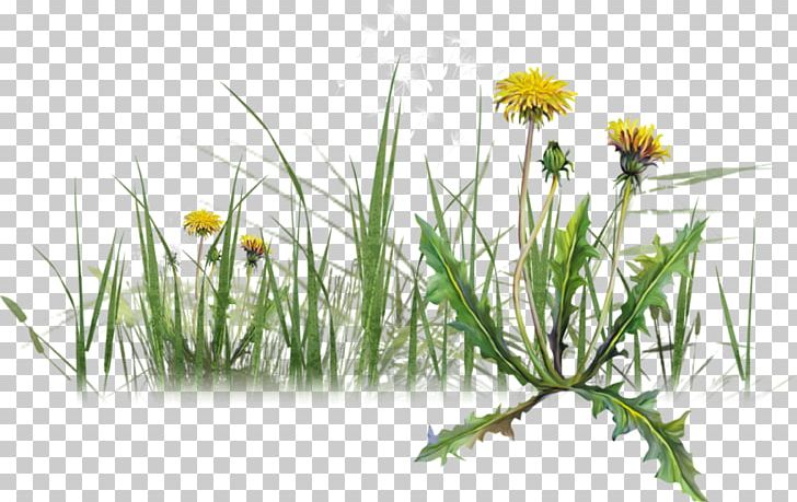 Dandelion Herbaceous Plant You Are Goddess LiveInternet Varenye PNG, Clipart, Blog, Bulb, Chamaemelum Nobile, Commodity, Computer Wallpaper Free PNG Download