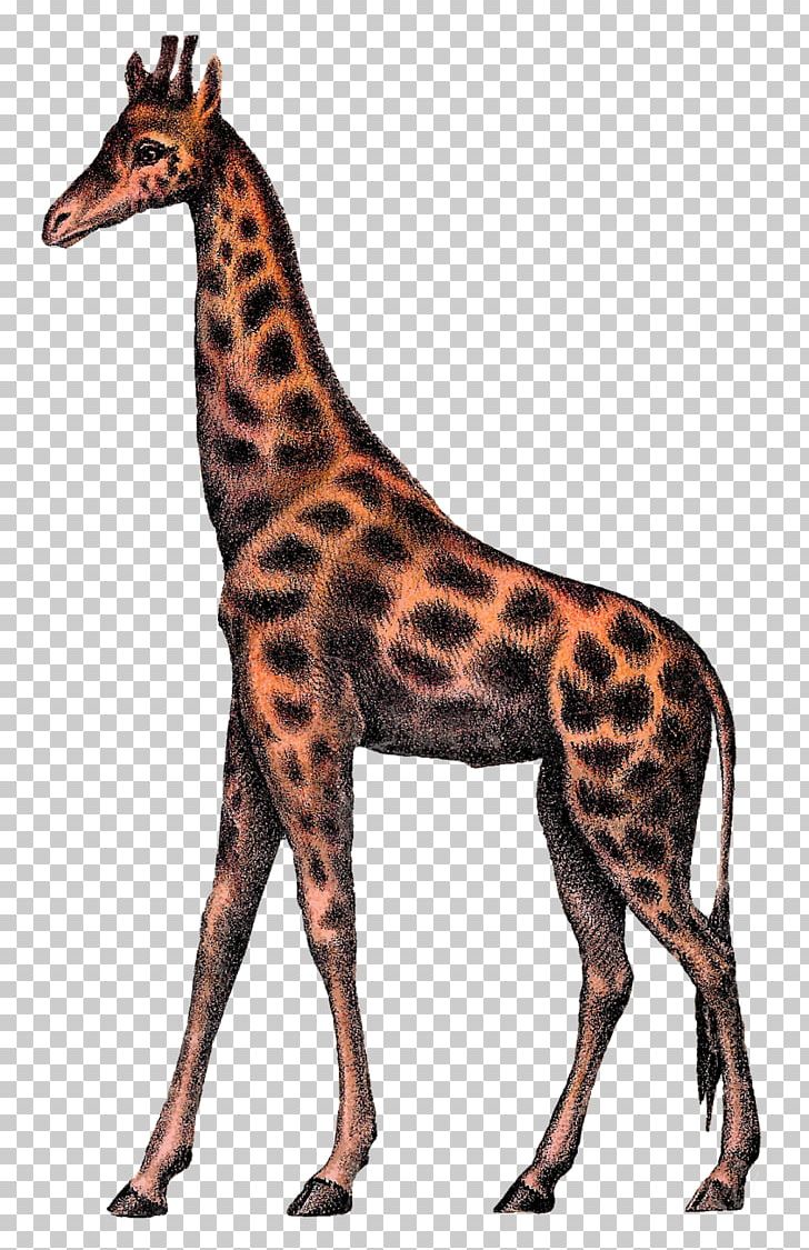 Giraffe Circus PNG, Clipart, Animals, Art, Art Book, Black And White, Circus Free PNG Download