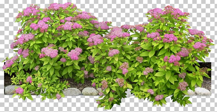 Shrub Plant Flower PNG, Clipart, Annual Plant, Backgr, Background, Flower Garden, Flower Plants Free PNG Download