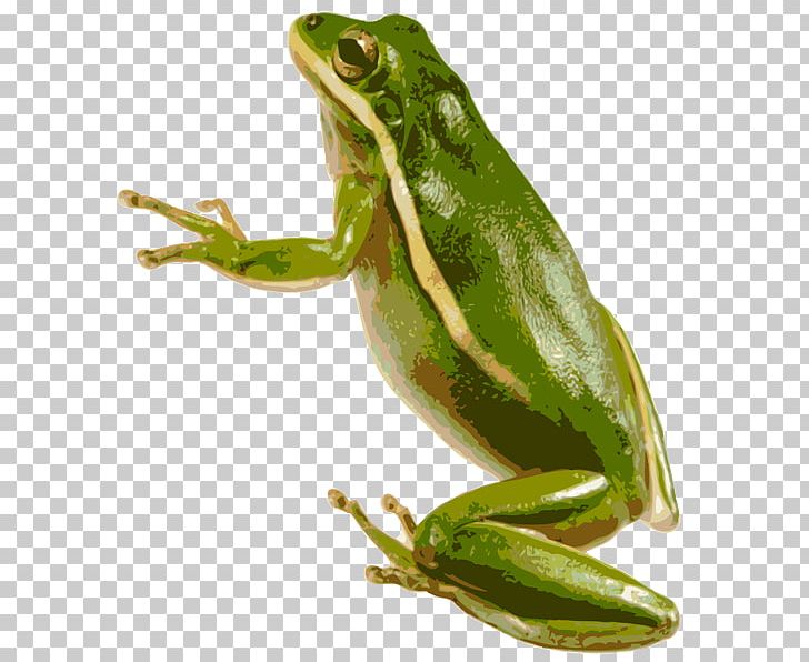 American Green Tree Frog Australian Green Tree Frog PNG, Clipart, American Bullfrog, American Green Tree Frog, Amphibian, Animal, Australian Green Tree Frog Free PNG Download