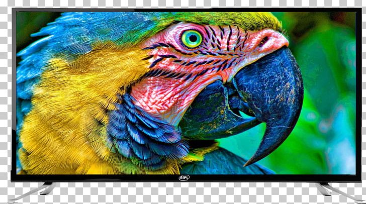 Bird Macaw Parakeet Cockatoo Rosellas PNG, Clipart, Advertising, Animal, Animals, Beak, Bird Free PNG Download