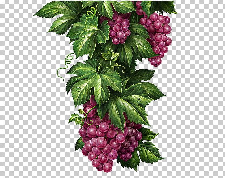 Chernogolovka Grape Lemonade Illustrator Illustration PNG, Clipart, Behance, Blackberry, Black Grapes, Currant, Food Free PNG Download