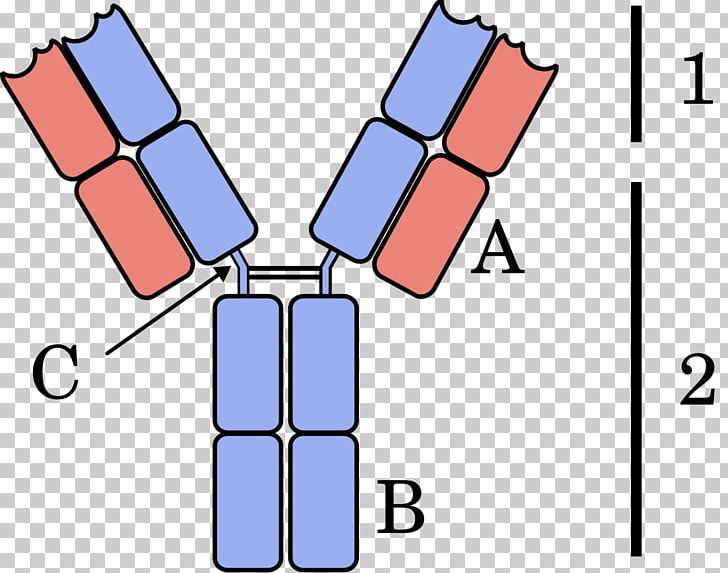 Immunoglobulin Light Chain Serum Free Light-chain Measurement Immunoglobulin Heavy Chain Antibody Multiple Myeloma PNG, Clipart, Angle, Antibody, Area, Fragment Antigenbinding, Miscellaneous Free PNG Download