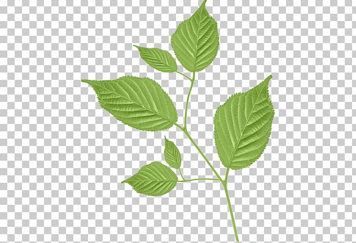Leaf Branch PNG, Clipart, Blue, Branch, Drawing, Green, Leaf Free PNG Download