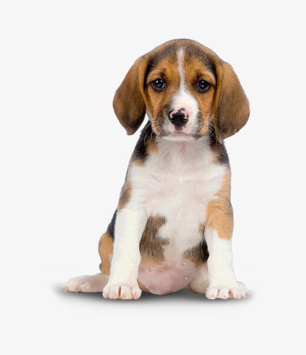 Squatting Pitiful Puppy PNG, Clipart, Animal, Lovely, Pet, Pitiful Clipart, Pity Free PNG Download