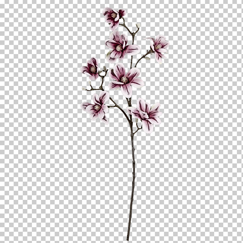 Cherry Blossom PNG, Clipart, Biology, Cherry Blossom, Cut Flowers, Flower, Lavender Free PNG Download