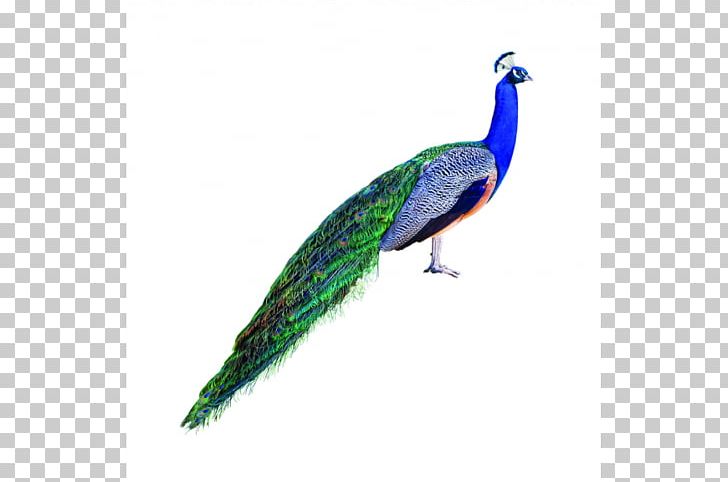 Asiatic Peafowl Stock Photography Bird PNG, Clipart, Animals, Asiatic Peafowl, Beak, Bird, Cutout Free PNG Download
