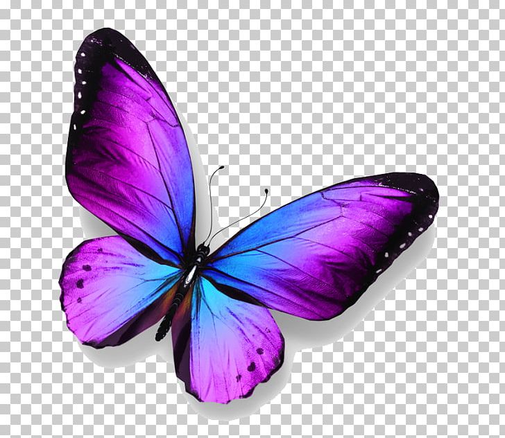 Butterfly Stock Photography PNG, Clipart, Blue, Blue Butterfly, Brush Footed Butterfly, Butterfly, Free Free PNG Download