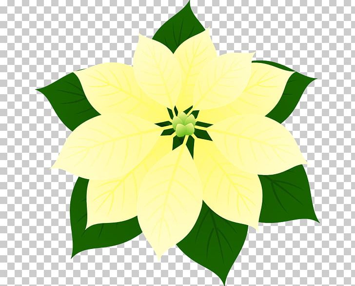 Floral Design Flowering Plant PNG, Clipart, Art, Care, Euphorbia, Flora, Floral Design Free PNG Download