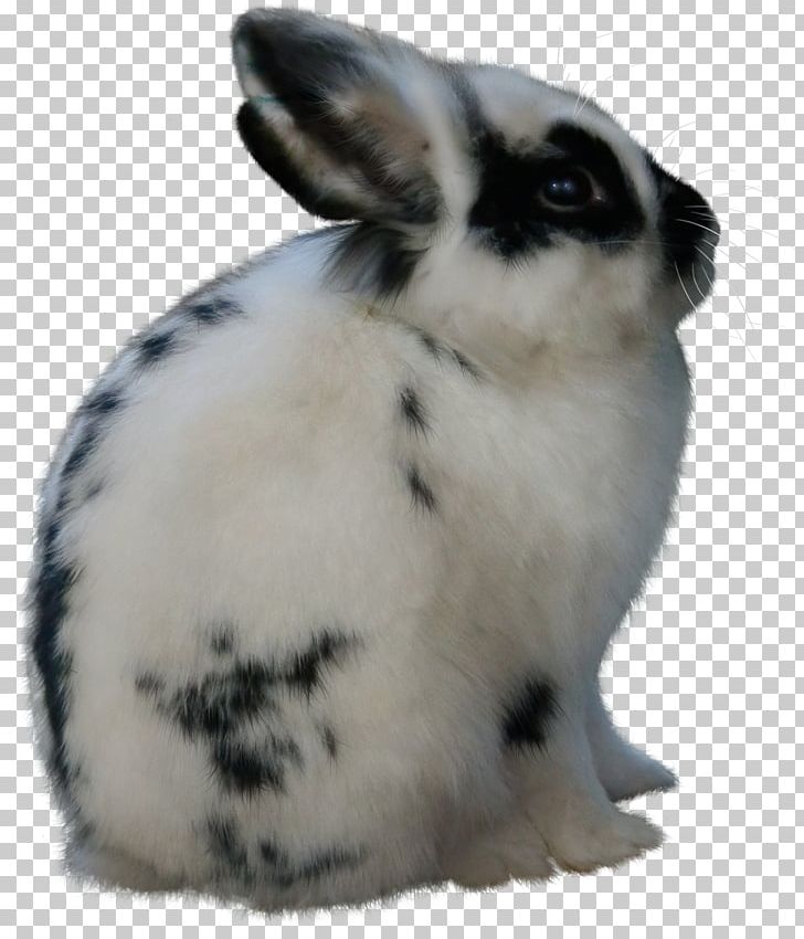 Hare Domestic Rabbit Animal Easter PNG, Clipart, Animal, Animals, Computer Icons, Domestic Rabbit, Easter Free PNG Download