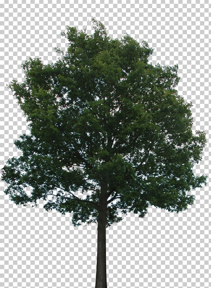 Tree PNG, Clipart, Architectural Rendering, Branch, Computer Icons, Deviantart, Evergreen Free PNG Download