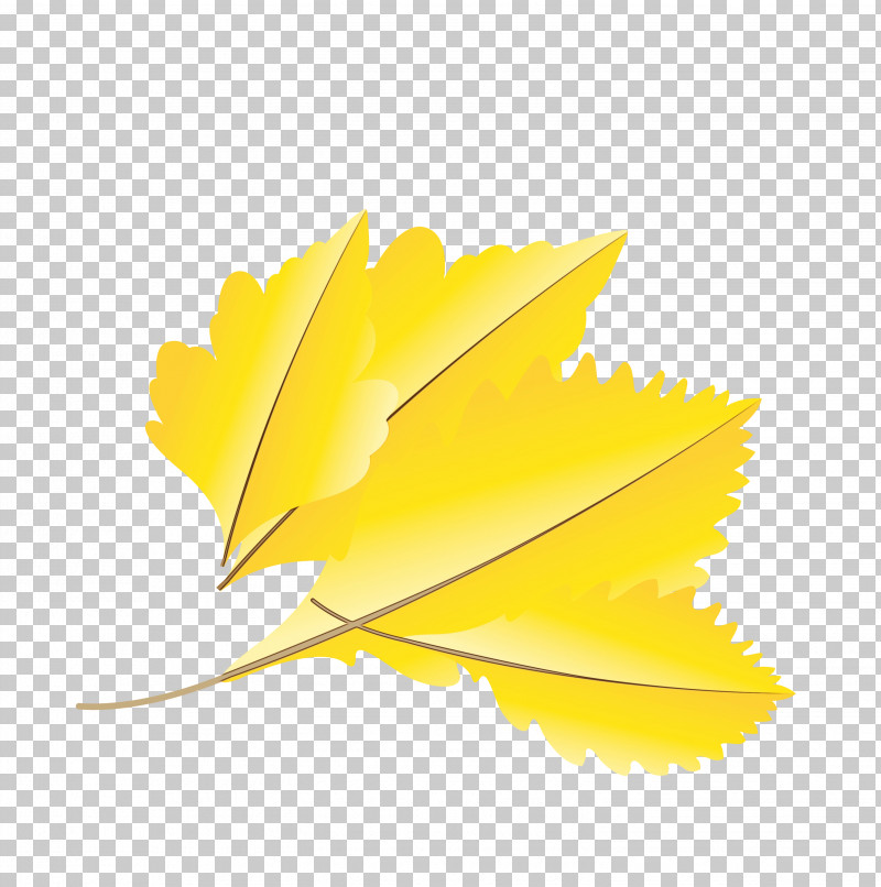 Petal Leaf Yellow M-tree Tree PNG, Clipart, Autumn Leaf, Biology, Cartoon Leaf, Fall Leaf, Leaf Free PNG Download