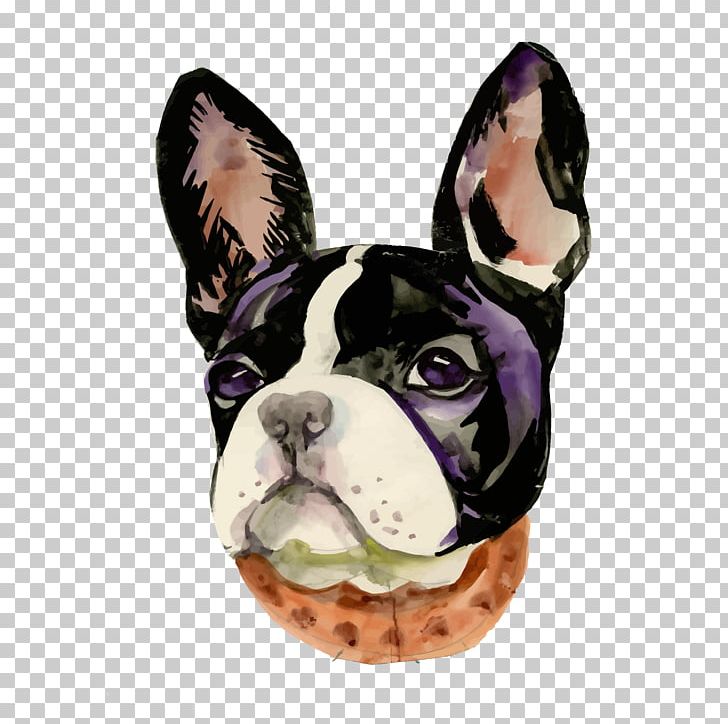 Boston Terrier French Bulldog Toy Bulldog Snout PNG, Clipart, Boston Terrier, Bulldog, Carnivoran, Dog, Dog Breed Free PNG Download