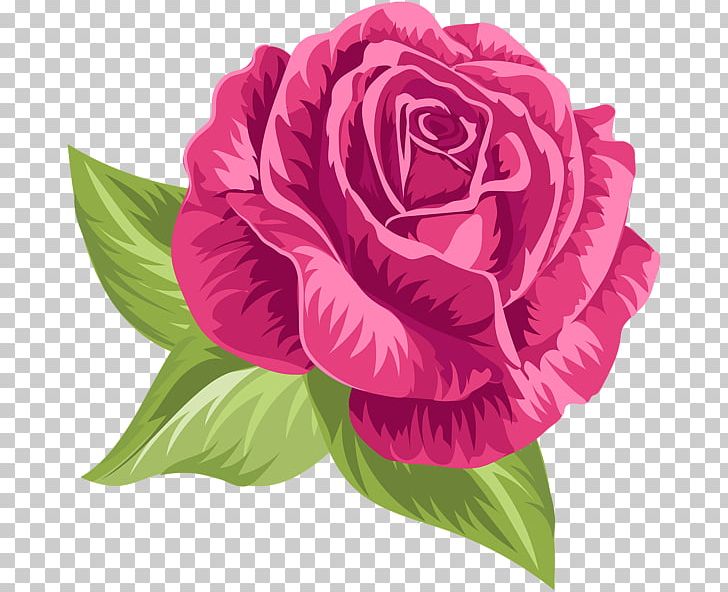 Garden Roses Cabbage Rose Floribunda PNG, Clipart, Annual Plant, Color, Cut Flowers, Decor, Floral Design Free PNG Download