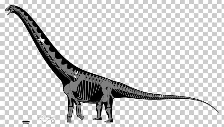 Puertasaurus Argentinosaurus Late Cretaceous Futalognkosaurus Apatosaurus PNG, Clipart, Apatosaurus, Argentinosaurus, Black And White, Cretaceous, Dinosaur Free PNG Download