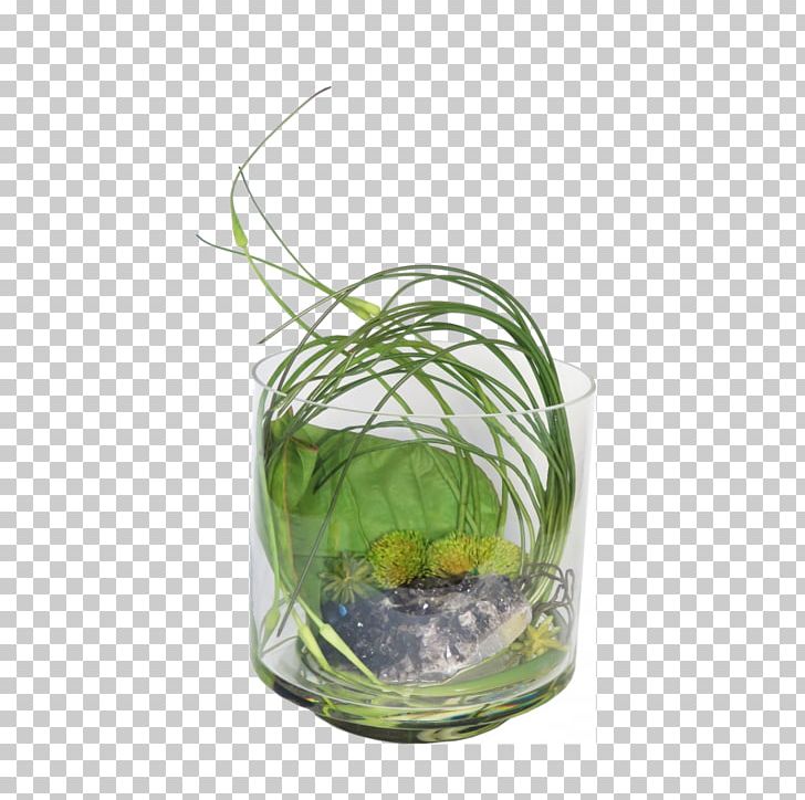 Table-glass Flowerpot Grasses Herb PNG, Clipart, Aquarium Decor, Drinkware, Family, Flowerpot, Glass Free PNG Download