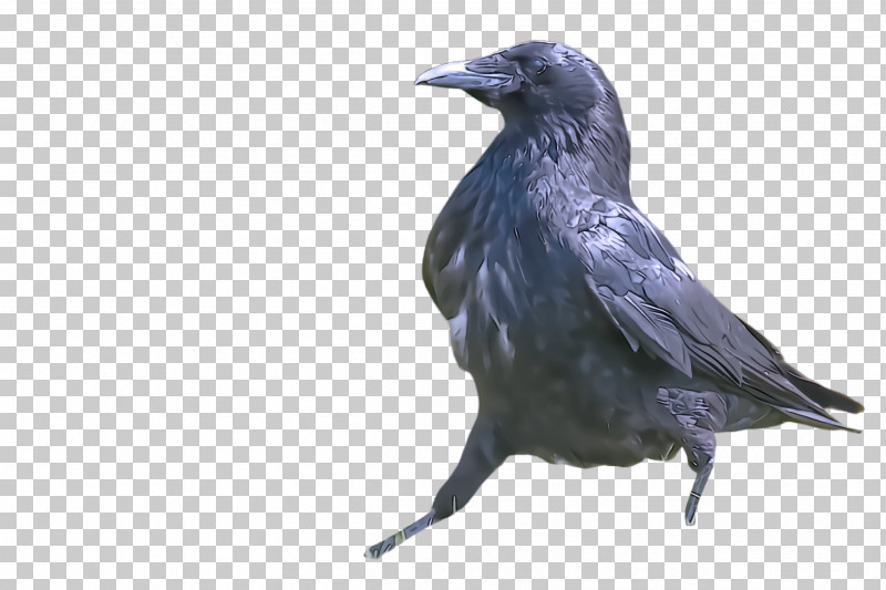 Bird Crow Raven Beak Raven PNG, Clipart, Beak, Bird, Blackbird, Crow, Crowlike Bird Free PNG Download