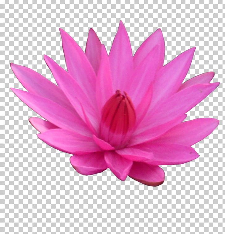 Nelumbo Nucifera PNG, Clipart, Desktop Wallpaper, Display Resolution, Flower, Flowering Plant, Image File Formats Free PNG Download