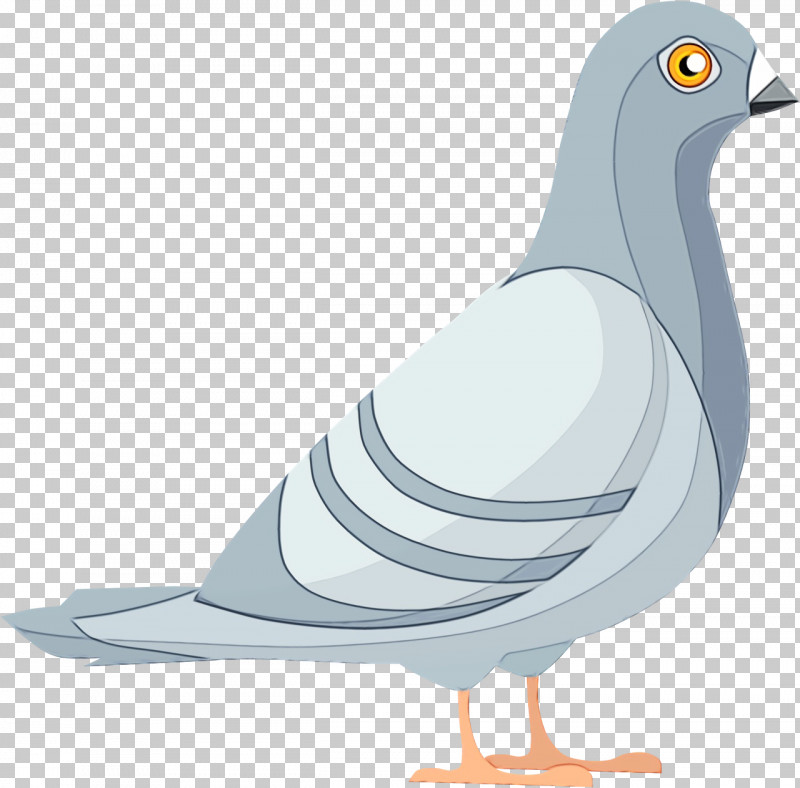 Feather PNG, Clipart, Beak, Birds, Columbidae, Duck, Ducks Free PNG Download