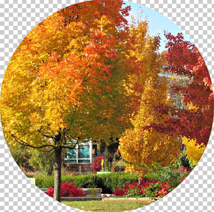 Maple Tree PNG, Clipart, Autumn, Leaf, Maple, Maple Tree, Nature Free PNG Download