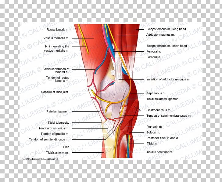 Nerve Knee Muscle Blood Vessel Muscular System PNG, Clipart, Anatomy, Arm, Artery, Blood Vessel, Diagram Free PNG Download