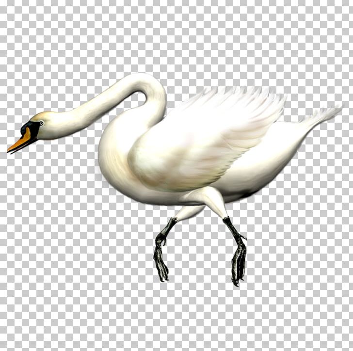 Swan Goose Black Swan Domestic Goose PNG, Clipart, Animal, Animals, Beak, Bird, Black Swan Free PNG Download