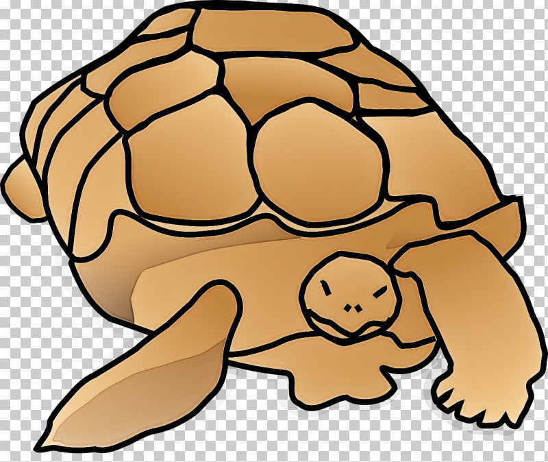 Tortoise Turtles Sea Turtles Snout Tortoise M PNG, Clipart, Goldfish, Sea, Sea Turtles, Snout, Toad Free PNG Download