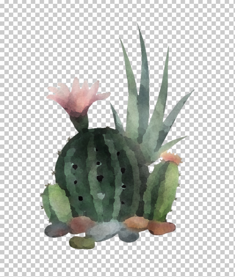 Cactus PNG, Clipart, Agave, Aloe, Cactus, Flower, Flowerpot Free PNG Download