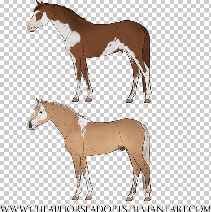 Mustang Foal Mare Halter Stallion PNG, Clipart,  Free PNG Download
