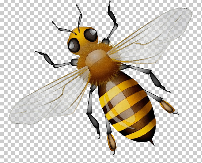 Honey Bee Bees Pterygota Reproduction Fly PNG, Clipart, Bees, Developmental Biology, Fly, Honey Bee, Imago Free PNG Download