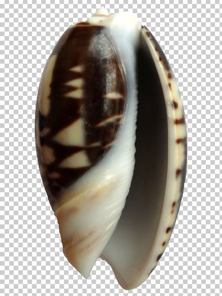 Clam Seashell Sea Snail Conchology Shankha PNG, Clipart, Animals, Artifact, Black, Clam, Clams Oysters Mussels And Scallops Free PNG Download