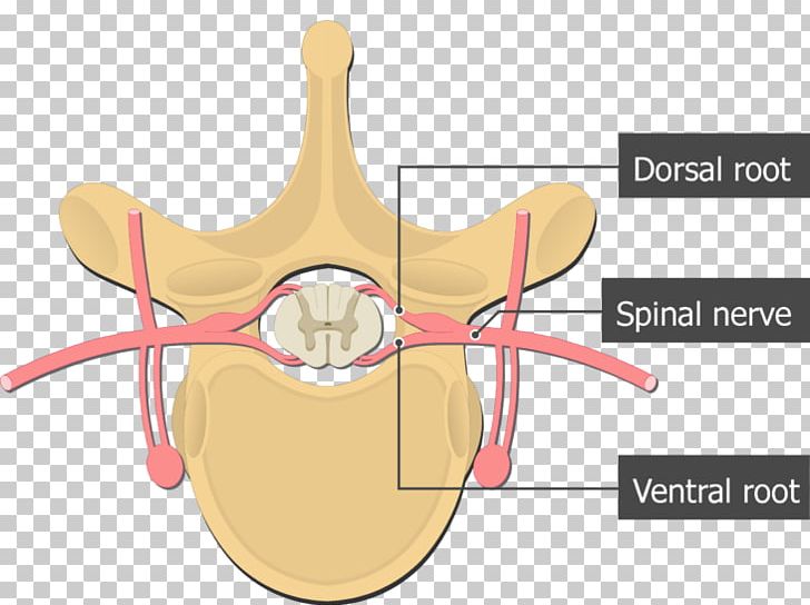 Ventral Root Of Spinal Nerve Dorsal Root Of Spinal Nerve Dorsal Root Ganglion Spinal Cord PNG, Clipart, Anatomy, Cartoon, Dorsal Root Ganglion, Dorsal Root Of Spinal Nerve, Dorsum Free PNG Download