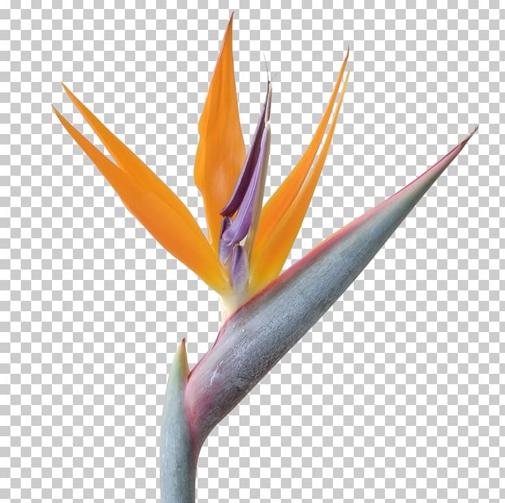 Bird-of-paradise Bird Of Paradise Flower Quarterback PNG, Clipart, Bird, Birdofparadise, Bird Of Paradise Flower, Centimeter, Customer Free PNG Download