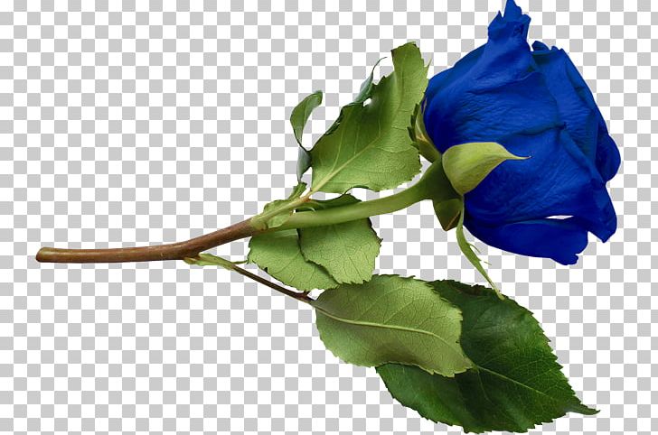 Blue Rose PNG, Clipart, Blue, Blue Rose, Bud, Cut Flowers, Encapsulated Postscript Free PNG Download