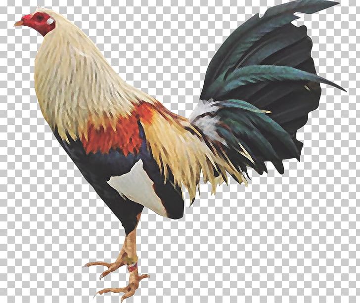 Chicken Gamecock Rooster Cockfight Fowl PNG, Clipart, Animals, Beak, Bird, Chicken, Cockfight Free PNG Download