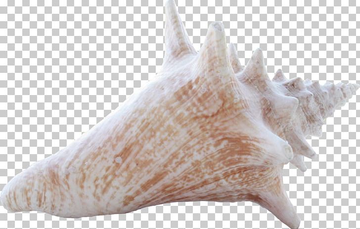 Conch Sea Snail Seashell PNG, Clipart, Albom, Background White, Black White, Conch, Conchology Free PNG Download