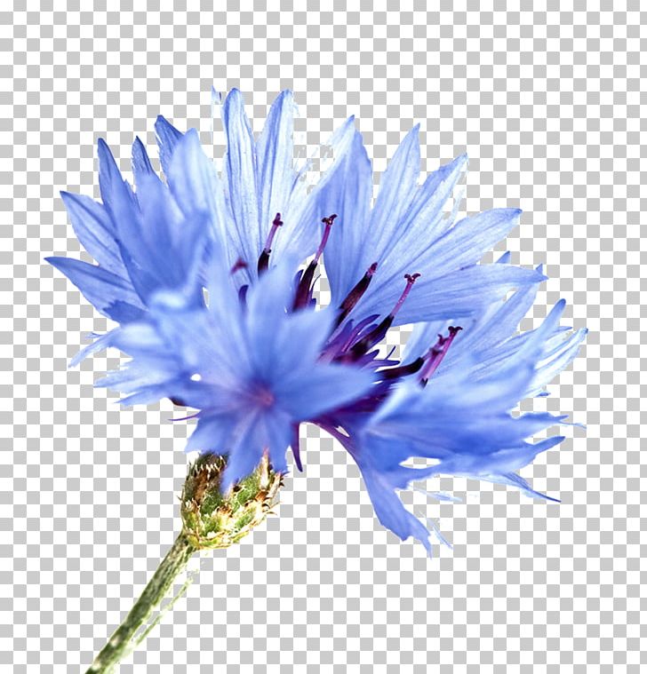 Cornflower Blue Watercolor Painting PNG, Clipart, Art, Aster, Blue, Blue Flower, Chicory Free PNG Download
