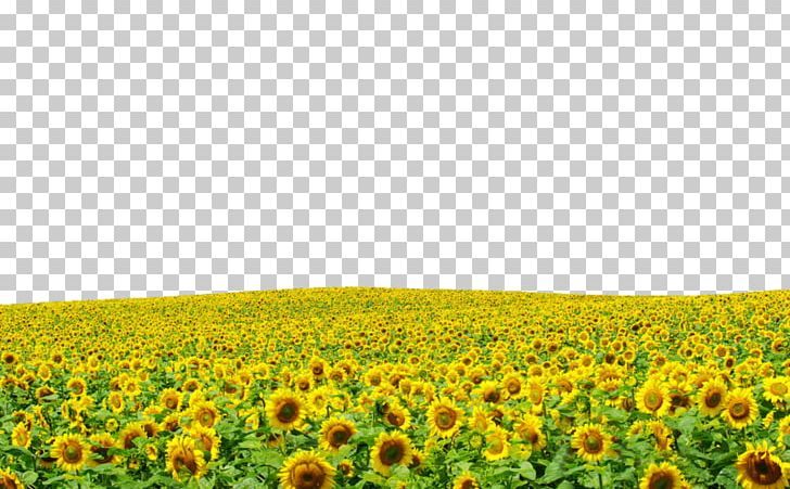 Laptop Display Resolution The Harvester High-definition Television PNG, Clipart, Amazing, Appbreeze, Common Sunflower, Computer Wallpaper, Daisy Family Free PNG Download