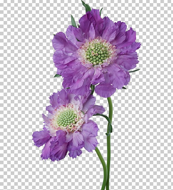 Morning Friendship Day Blog PNG, Clipart, Animation, Annual Plant, Aster, Chrysanths, Cut Flowers Free PNG Download