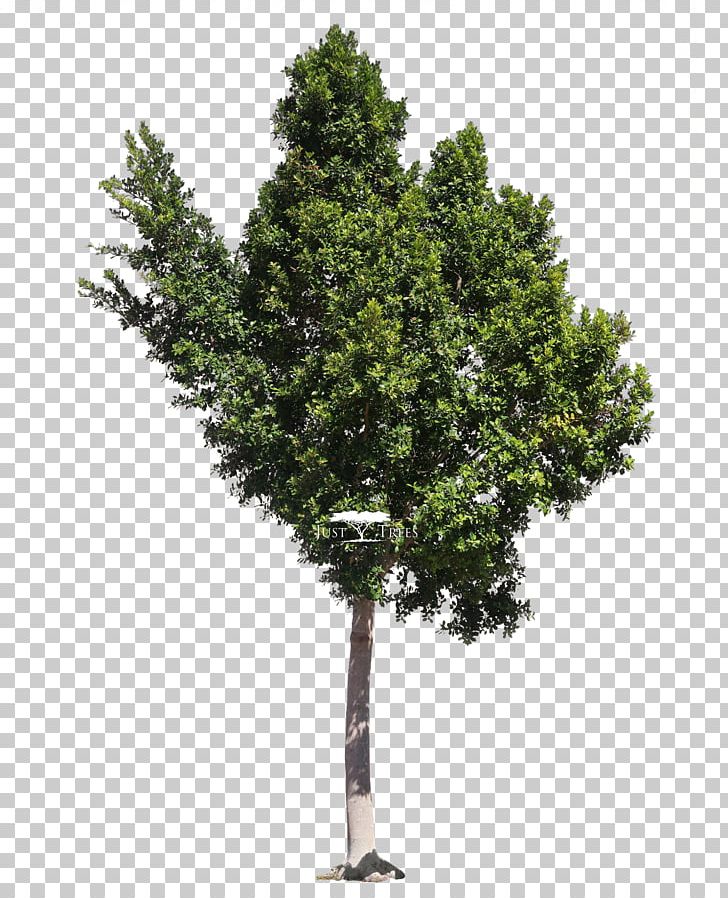 Populus Alba PNG, Clipart, Architectural Rendering, Architecture, Branch, Conifer, Cottonwood Free PNG Download