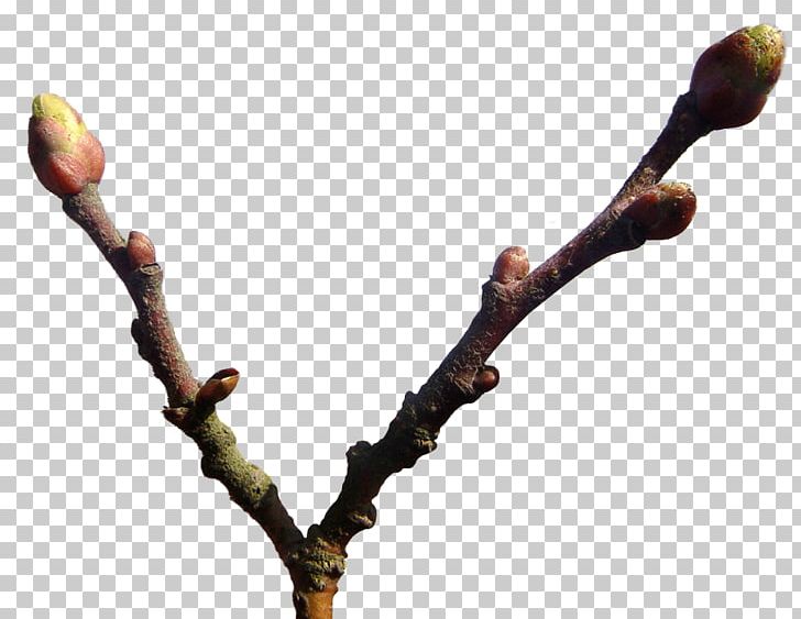 Twig Bud Plant Stem PNG, Clipart, Branch, Bud, Others, Plant, Plant Stem Free PNG Download