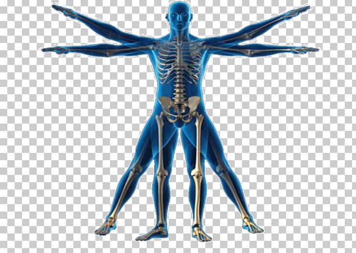 Vitruvian Man Human Body Anatomy Homo Sapiens Physical Body PNG, Clipart, Anatomy, Arm, Figurine, Head, Homo Sapiens Free PNG Download