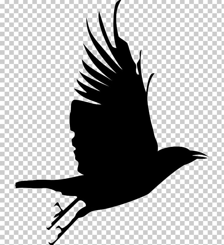 Common Raven Bird Silhouette PNG, Clipart, Art, Beak, Bird, Black And White, Clip Art Free PNG Download