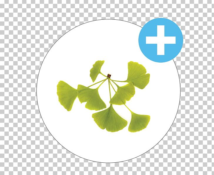 Ginkgo Biloba Stock Photography PNG, Clipart, Ginkgo, Ginkgoales, Ginkgo Biloba, Ginko, Leaf Free PNG Download