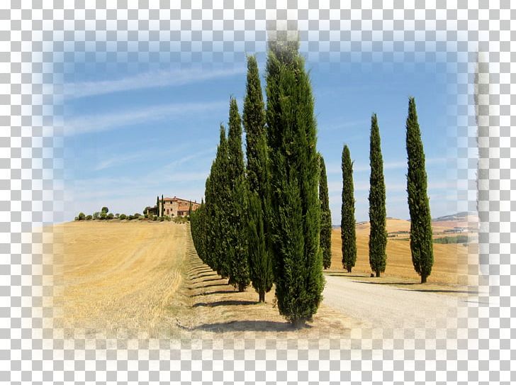 Mediterranean Cypress Tuscany Evergreen Tree Conifers PNG, Clipart, Biome, Computer Wallpaper, Conifer, Conifers, Crown Free PNG Download