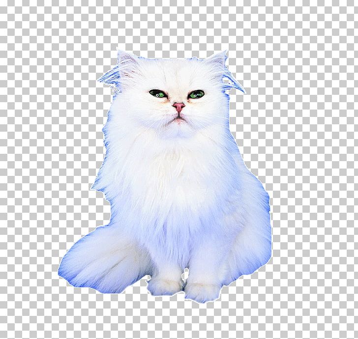 Persian Cat Asian Semi-longhair Whiskers Kitten Domestic Short-haired Cat PNG, Clipart, Animals, Asian Semi Longhair, Book, Carnivoran, Cat Free PNG Download