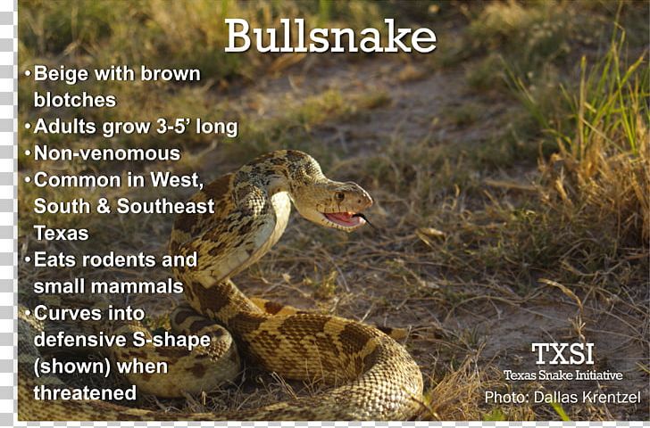 Bullsnake Pine Snake Diapsid Flickr PNG, Clipart, Animals, Bite, Bull, Bullsnake, Diapsid Free PNG Download